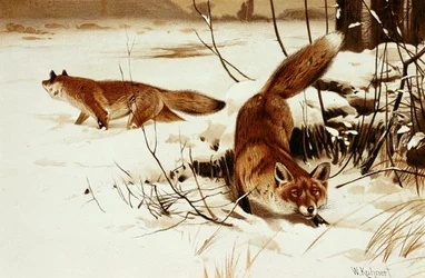 Renard, planche de "Brehms Tierleben: Allgemeine Kunde des Tierreichs", vol.2, p.174, publié par Bibliographisches Institut