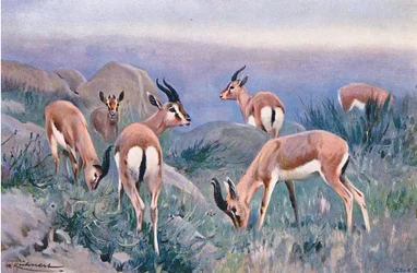 Gazelle, de Wildlife of the World publié par Frederick Warne & Co, vers 1900