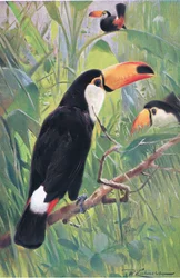 Toucan géant, de Wildlife of the World publié par Frederick Warne & Co, vers 1900
