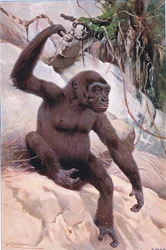 Gorille, illustration de Wildlife of the World, c.1910