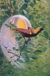 Grand Oiseau de Paradis, illustration de La Faune du Monde, c.1910