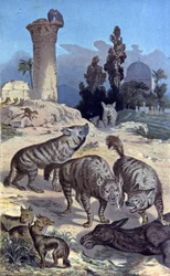 Hyènes