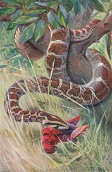 Python indien, de Wildlife of the World publié par Frederick Warne & Co, vers 1900