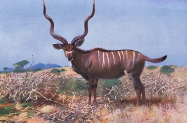 Koudou, illustration de La Faune du Monde, c.1910