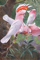 Cacatoès de Leadbeater, illustration de La Faune sauvage du monde, vers 1910