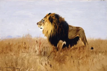 Lion Guettant sa Proie