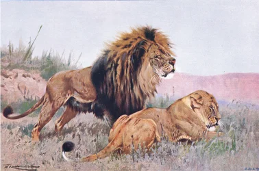 Lion et lionne, illustration de Wildlife of the World, c.1910