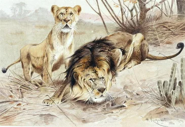 Lion, planche de "Brehms Tierleben: Allgemeine Kunde des Tierreichs", vol.1, p.453, publié par Bibliographisches Institut