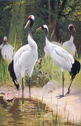 Grue de Mandchourie, tirée de Wildlife of the World publié par Frederick Warne & Co, vers 1900