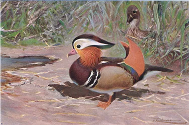 Canard mandarin, de Wildlife of the World publié par Frederick Warne & Co, vers 1900