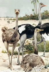 Autruche, planche de "Brehms Tierleben : Connaissance générale du règne animal", vol.6, p.691, publié par Bibliographisches Institut