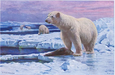 Ours polaire, de Wildlife of the World publié par Frederick Warne & Co, vers 1900