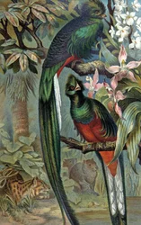 Quetzal resplendissant, vers 1910 (illustration)