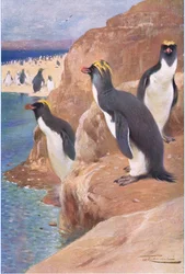 Manchot des rochers, illustration de La Faune du Monde, c.1910