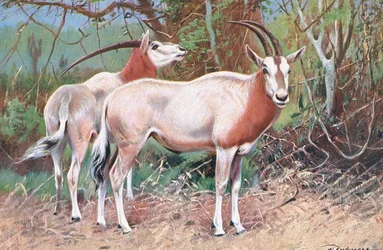 Antilope sable, illustration de Wildlife of the World, c.1910