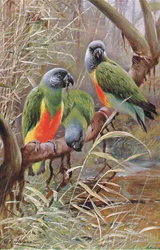 Perroquet du Sénégal, illustration de La Faune du Monde, c.1910