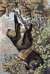 Paresseux