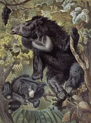 Ours paresseux