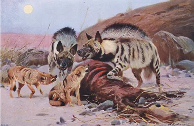 Hyène rayée et chacal, de Wildlife of the World publié par Frederick Warne & Co, vers 1900