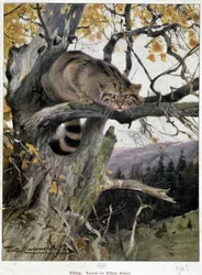 Chat sauvage - Aquarelle de Wilhelm Ruhnert