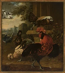 Oiseaux attaqués par un faucon