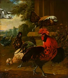 Oiseaux attaqués par un faucon