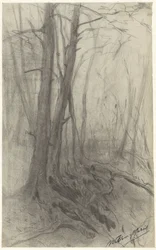 Arbres dans une forêt