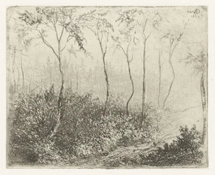 Paysage forestier