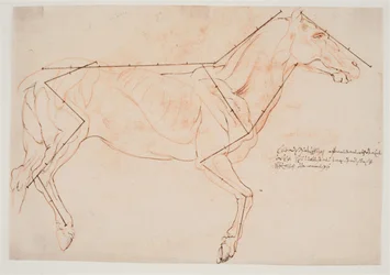 Étude anatomique et de proportions. Un cheval