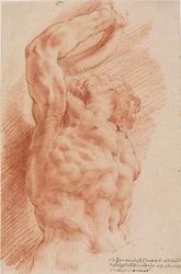 Laocoon. Torse de Laocoon vu de dessous depuis la droite.