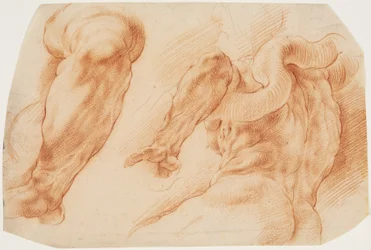 Laocoon. Études du bras gauche de Laocoon et du dos de son torse vu de gauche et de dessous