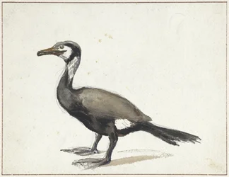 Cormoran