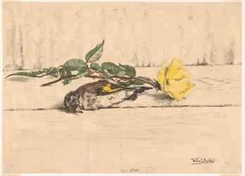 Chardonneret mort couché à côté d