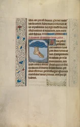 Pied gauche du Christ avec blessure