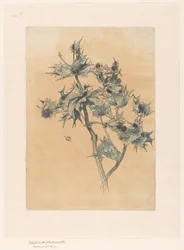 Chardons