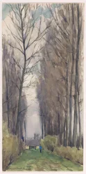 Allée avec de grands arbres