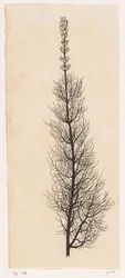 Achillée millefeuille