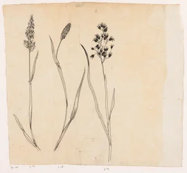 Flouve odorante, fléole et agrostide