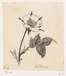 Églantine