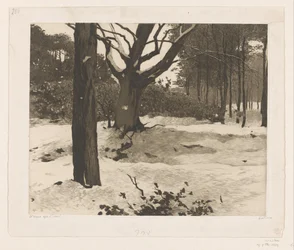 Paysage forestier enneigé à Ede