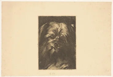 Chien Phoebus