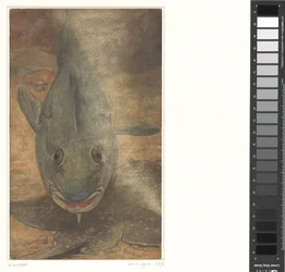 Poisson vu de face