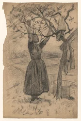 Femme étendant le linge sur un arbre, vers la droite