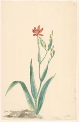 Fleur de léopard dans un paysage