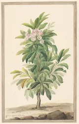 Lepelboom à feuilles étroites dans un paysage (Kalmia Angustifolia)