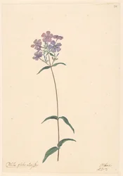 Branche de phlox