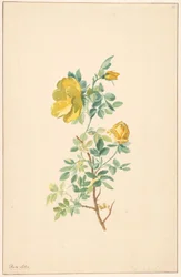 Branche de rose jaune (Rosa Lutea)