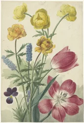 Bouquet de tulipes, violettes, muscaris et renoncules