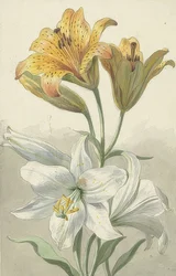 Lys jaunes et blancs. Vers 1780