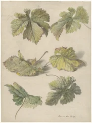 Études de feuilles de vigne